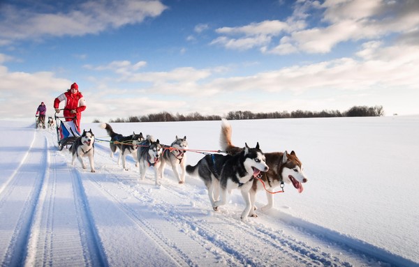 Dog Mushing
